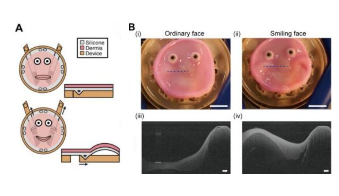 Crean un robot facial con piel ‘viva’