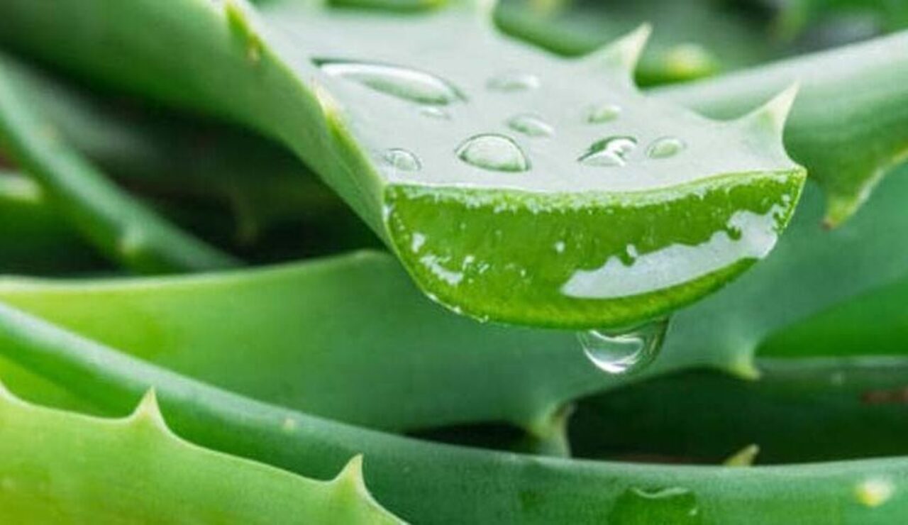 aloevera